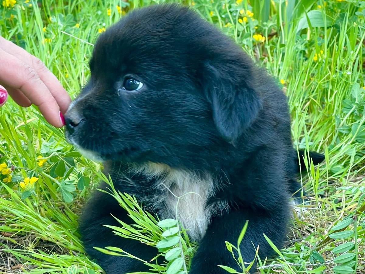 Adotta il cane Bruna a Parma