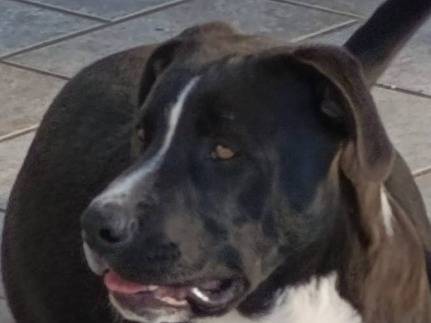 Adozione cane, maschio, Razza sconosciuta Razza sconosciuta, 4 anni, taglia media, Bari