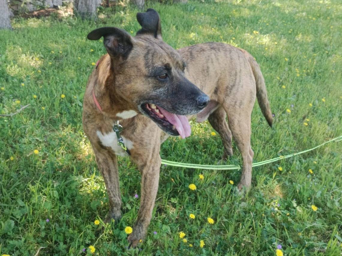 Adozione cane, maschio, Razza sconosciuta Razza sconosciuta, 10 anni e 3 mesi, taglia media, Pavia