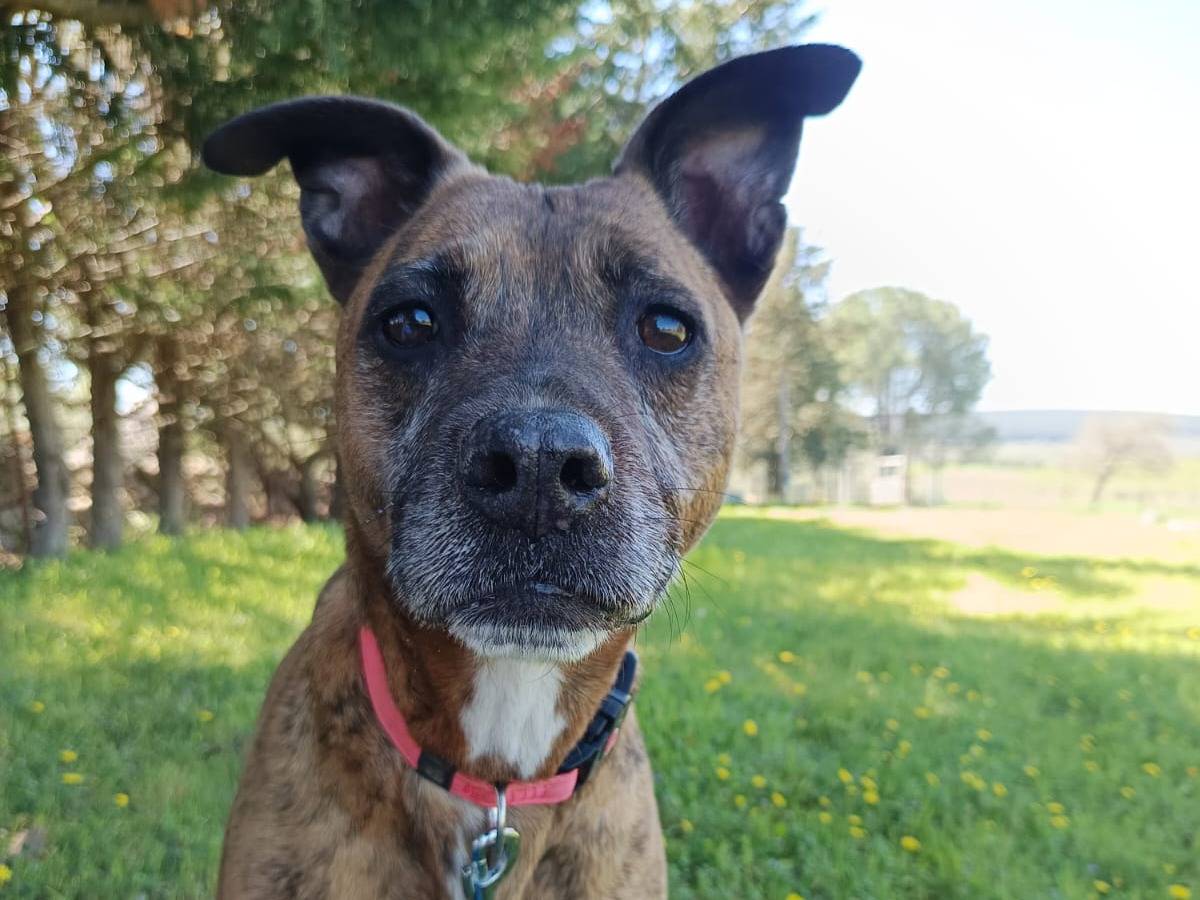 Vuoi adottare un cane a Pavia?