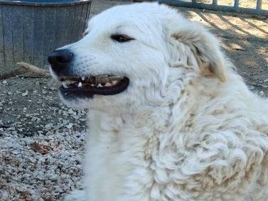 Adozione cane, femmina, Razza sconosciuta Razza sconosciuta, 3 anni, taglia media contenuta, Bari