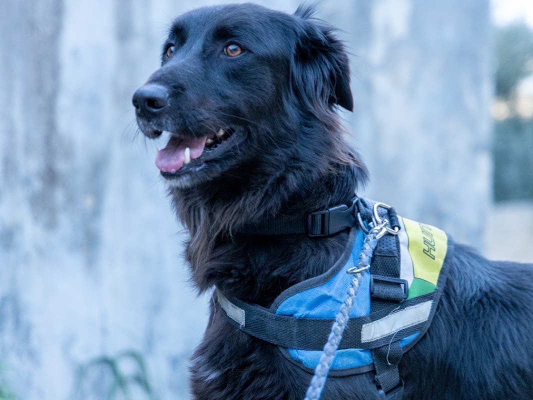Adozione cane, maschio, Razza sconosciuta Razza sconosciuta, 3 anni e 9 mesi, taglia media, Siracusa