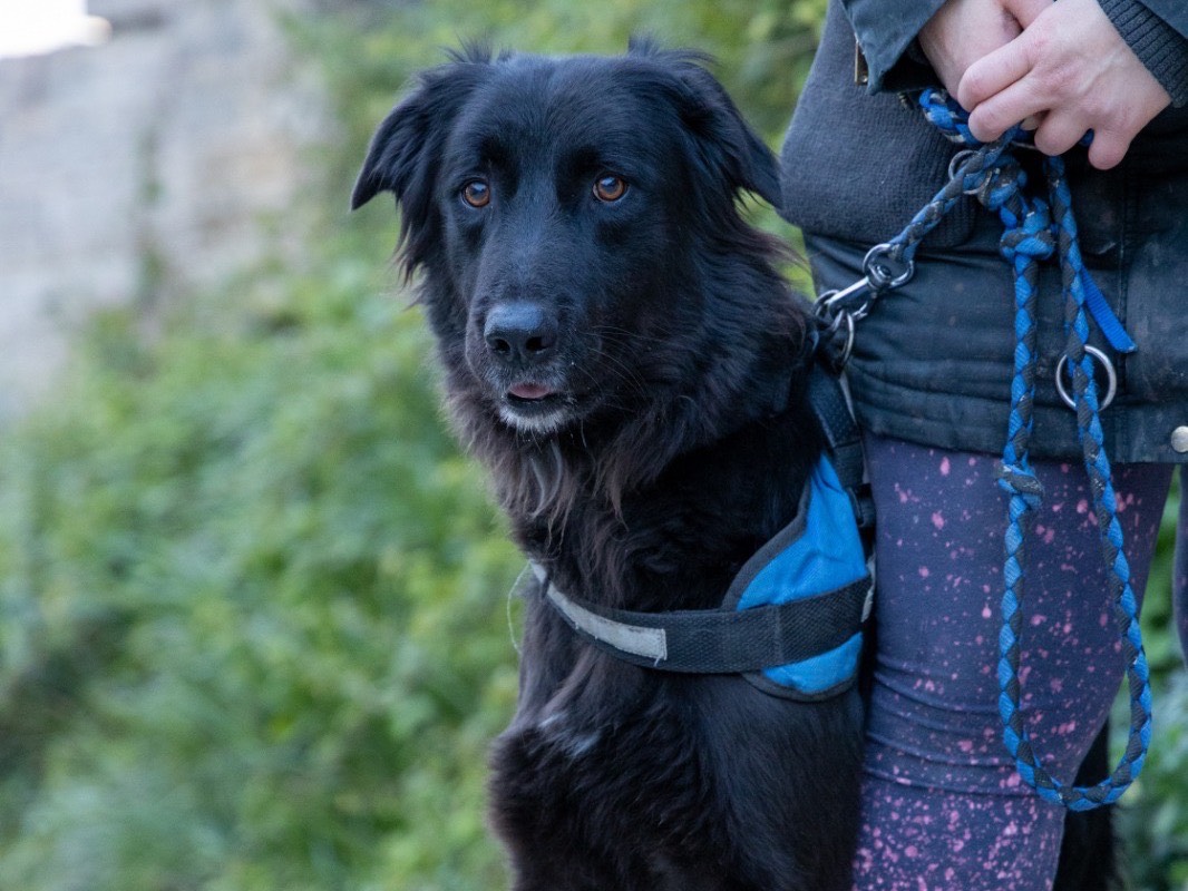 Adotta un cane, maschio, 3 anni e 9 mesi, Siracusa