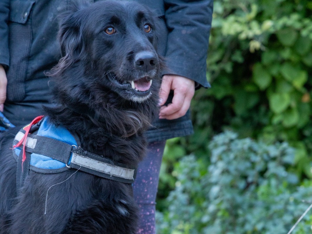 Adotta un cane, taglia media, maschio, Siracusa