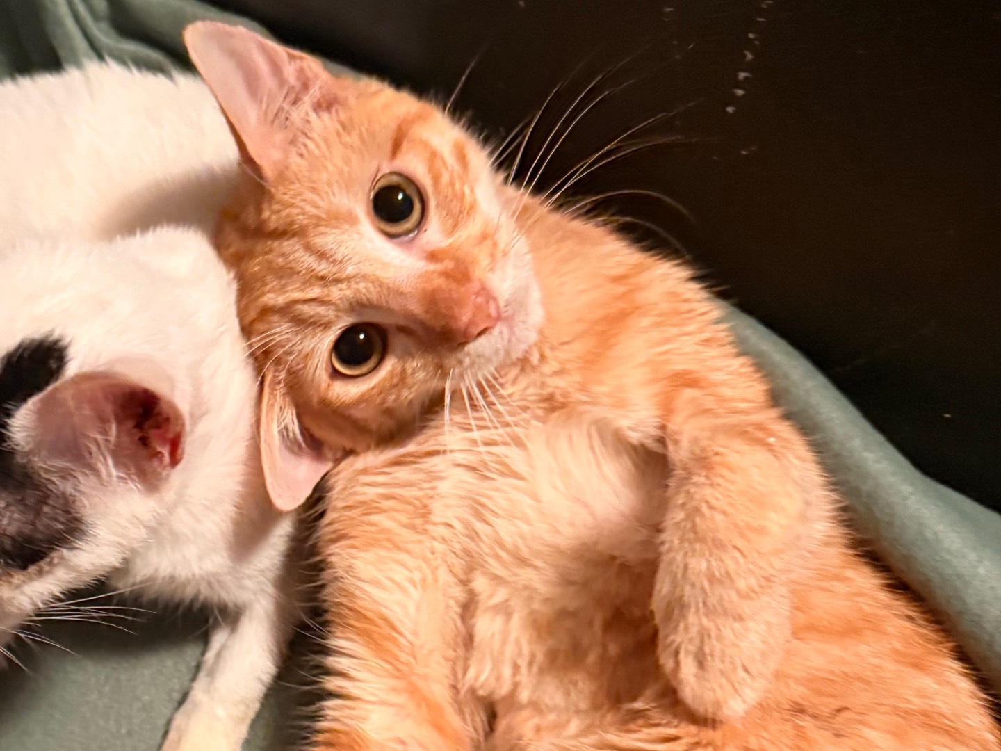 Adozione gatto, maschio, Razza sconosciuta Razza sconosciuta, 1 anno e 3 mesi, taglia non valida, Taranto