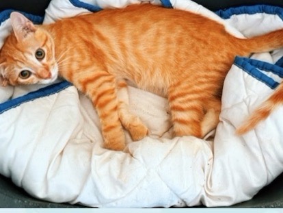 Adotta un gatto, maschio, 1 anno e 3 mesi, Taranto