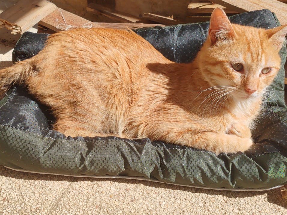 Adotta un gatto, taglia non valida, maschio, Taranto