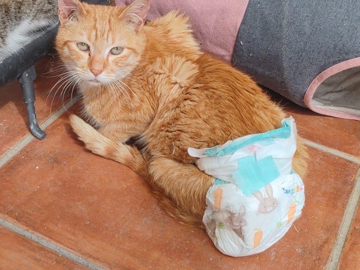 Vuoi adottare un gatto a Taranto?