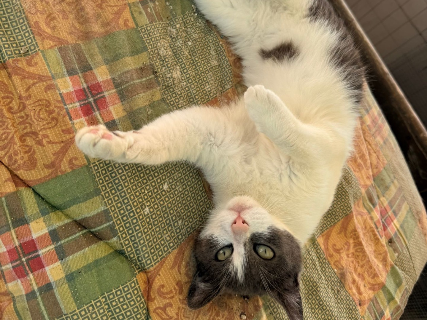 Adozione gatto, femmina, Razza sconosciuta Razza sconosciuta, 3 anni e 8 mesi, taglia non valida, Taranto