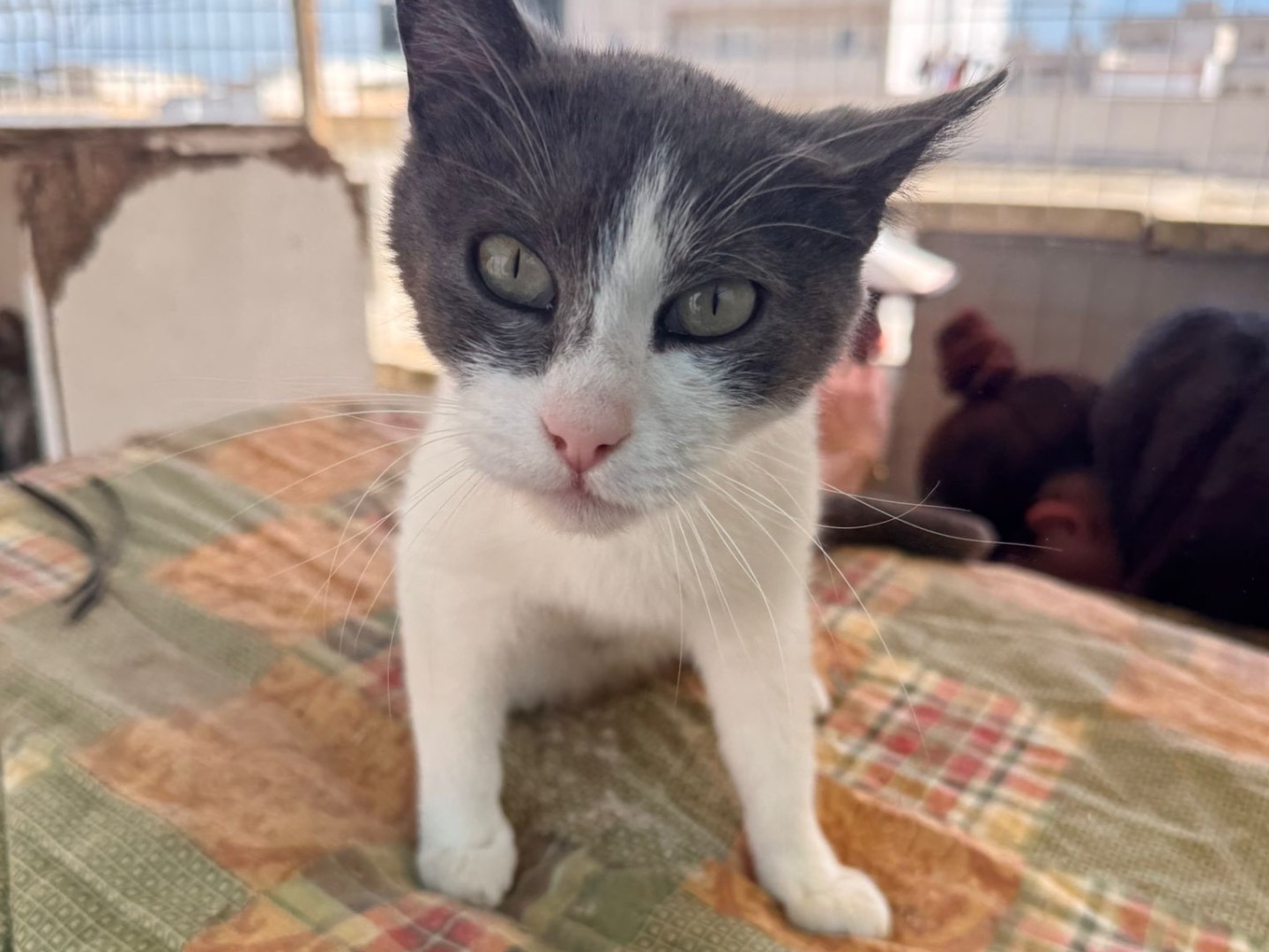 Adotta un gatto, femmina, 3 anni e 8 mesi, Taranto