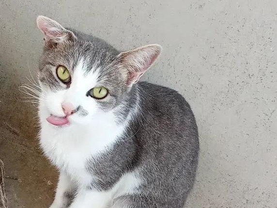 Adozione gatto, maschio, Razza sconosciuta Razza sconosciuta, 3 anni e 2 mesi, taglia non valida, Taranto