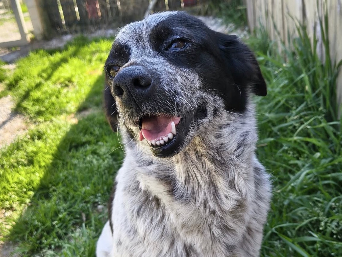 Adotta un cane, femmina, 2 anni e 1 mese, Treviso