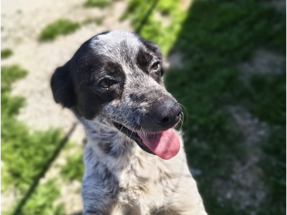 Adotta un cane, taglia piccola, femmina, Treviso