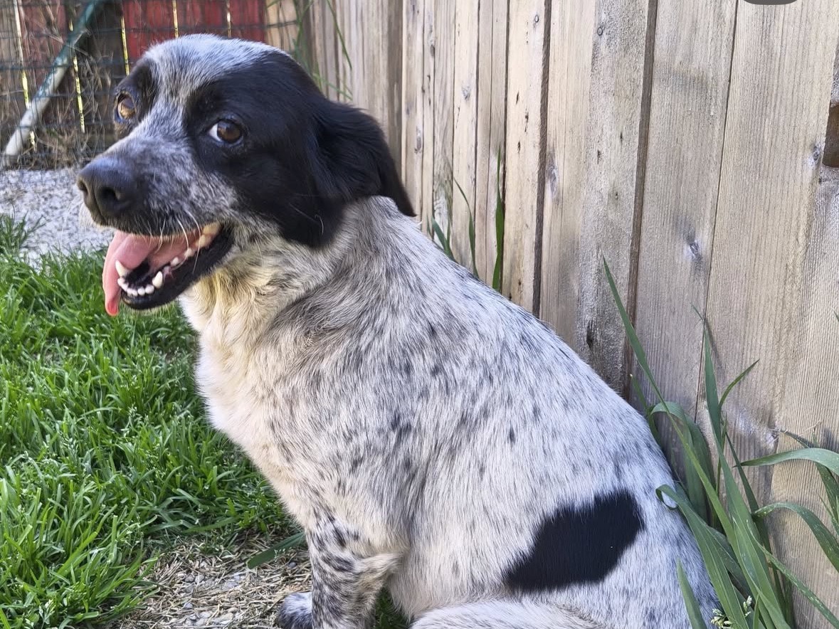 Vuoi adottare un cane a Treviso?