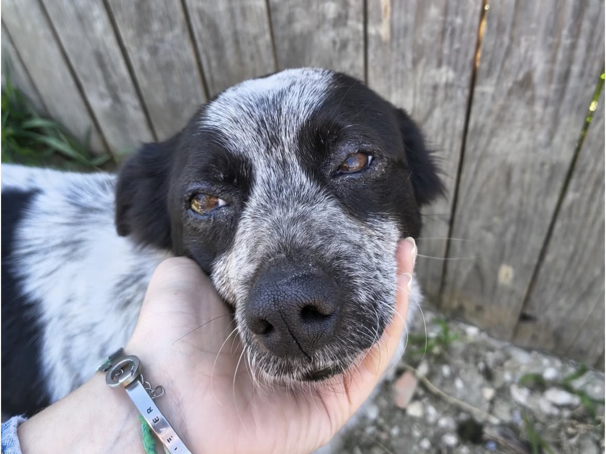 Adotta il cane Sole  a Treviso