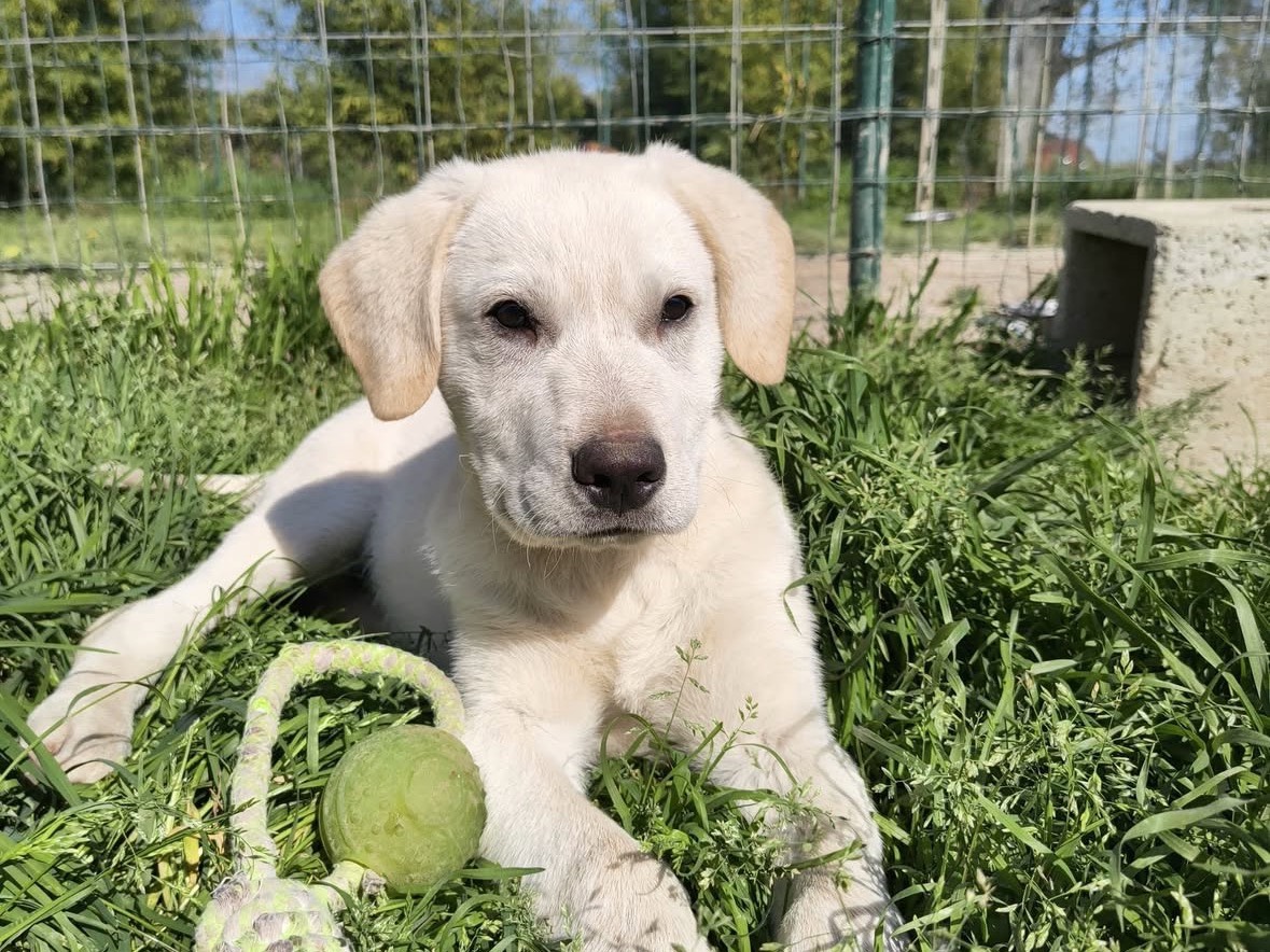 Adozione cane, maschio, Razza sconosciuta Razza sconosciuta, 4 mesi, taglia media, Treviso