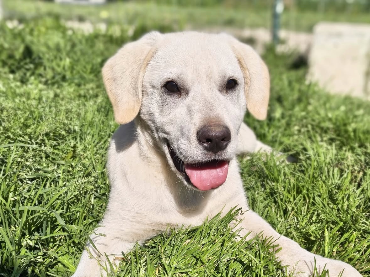 Adotta un cane, maschio, 4 mesi, Treviso