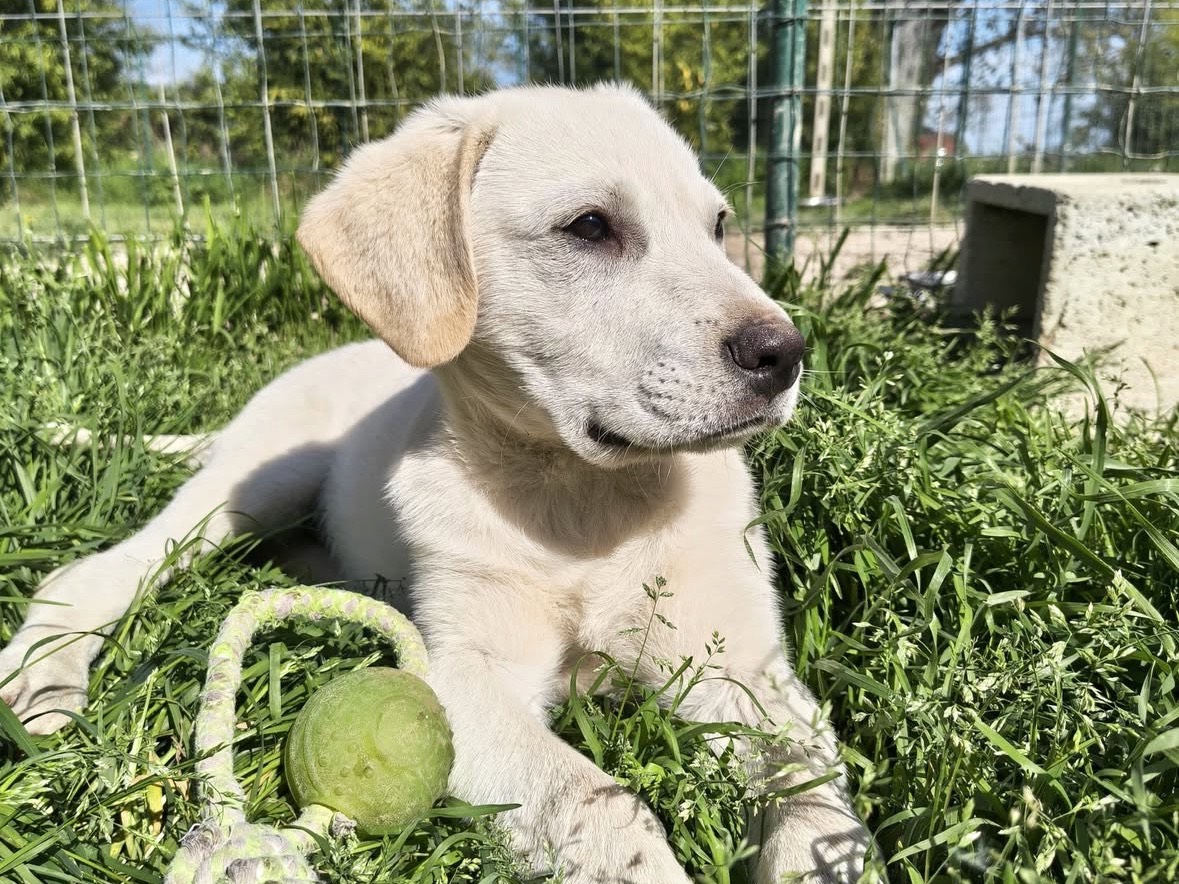 Adotta un cane, taglia media, maschio, Treviso