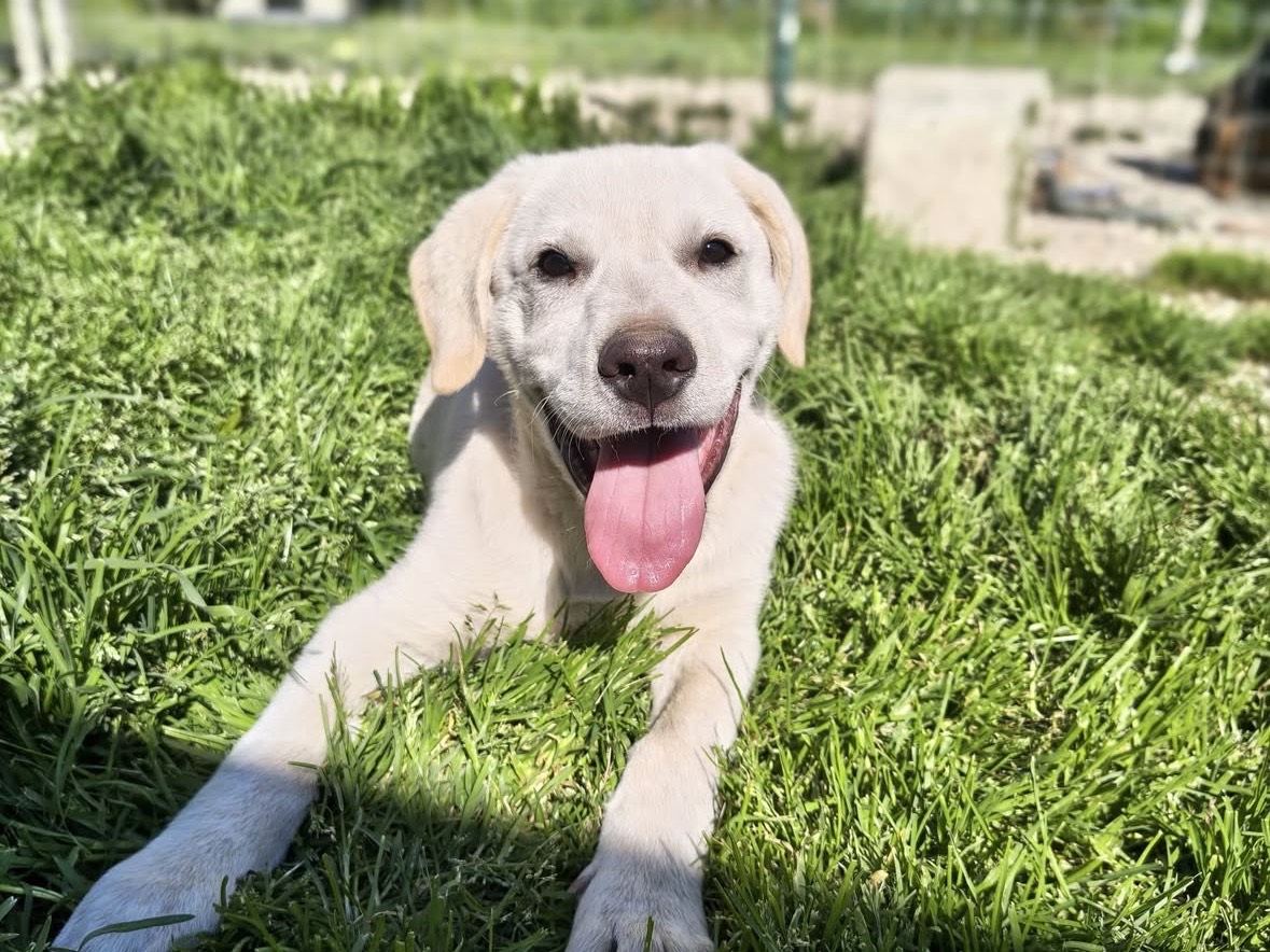 Vuoi adottare un cane a Treviso?