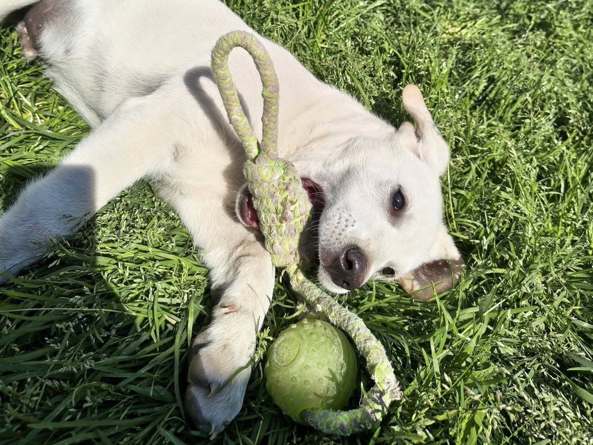 Adotta il cane Fiocco  a Treviso