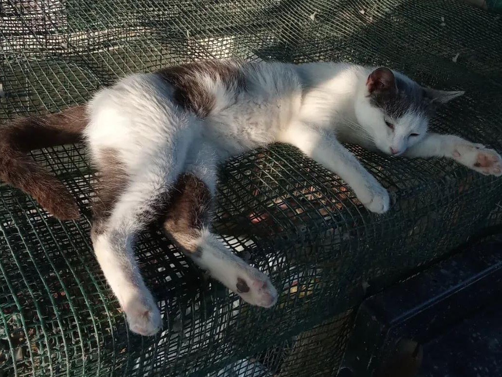 Adotta un gatto, femmina, 3 anni e 2 mesi, Taranto