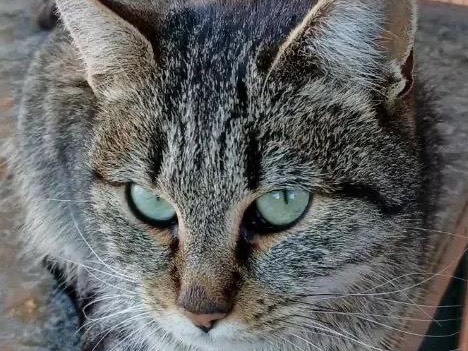 Adozione gatto, femmina, Razza sconosciuta Razza sconosciuta, 3 anni e 2 mesi, taglia non valida, Taranto
