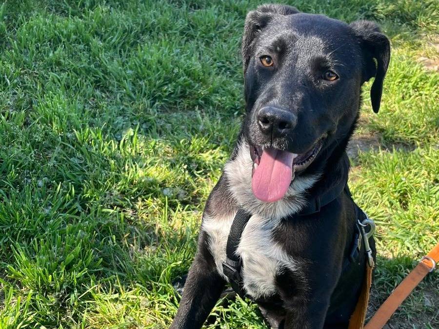 Adozione cane, maschio, Razza sconosciuta Razza sconosciuta, 6 mesi, taglia media, Milano