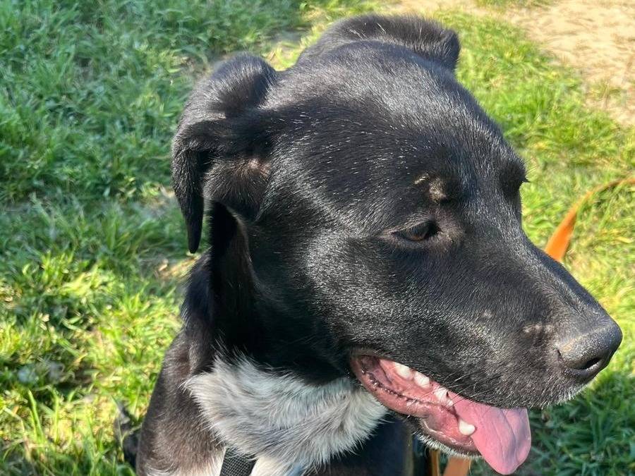 Adotta un cane, maschio, 6 mesi, Milano