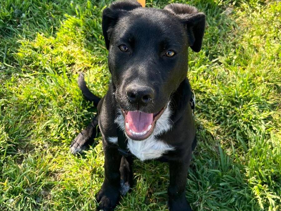 Adotta un cane, taglia media, maschio, Milano