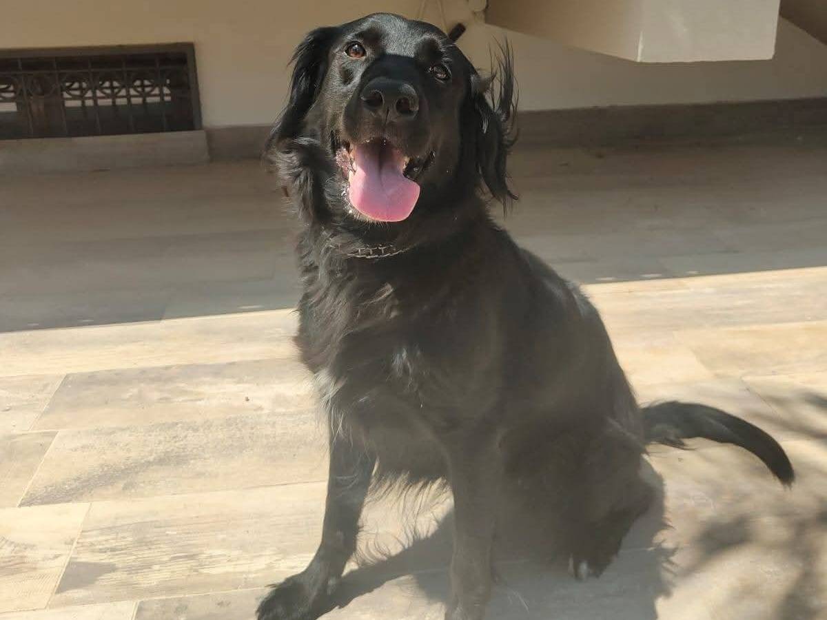 Adozione cane, femmina, Flat coated retriever Razza sconosciuta, 7 anni, taglia media, Milano