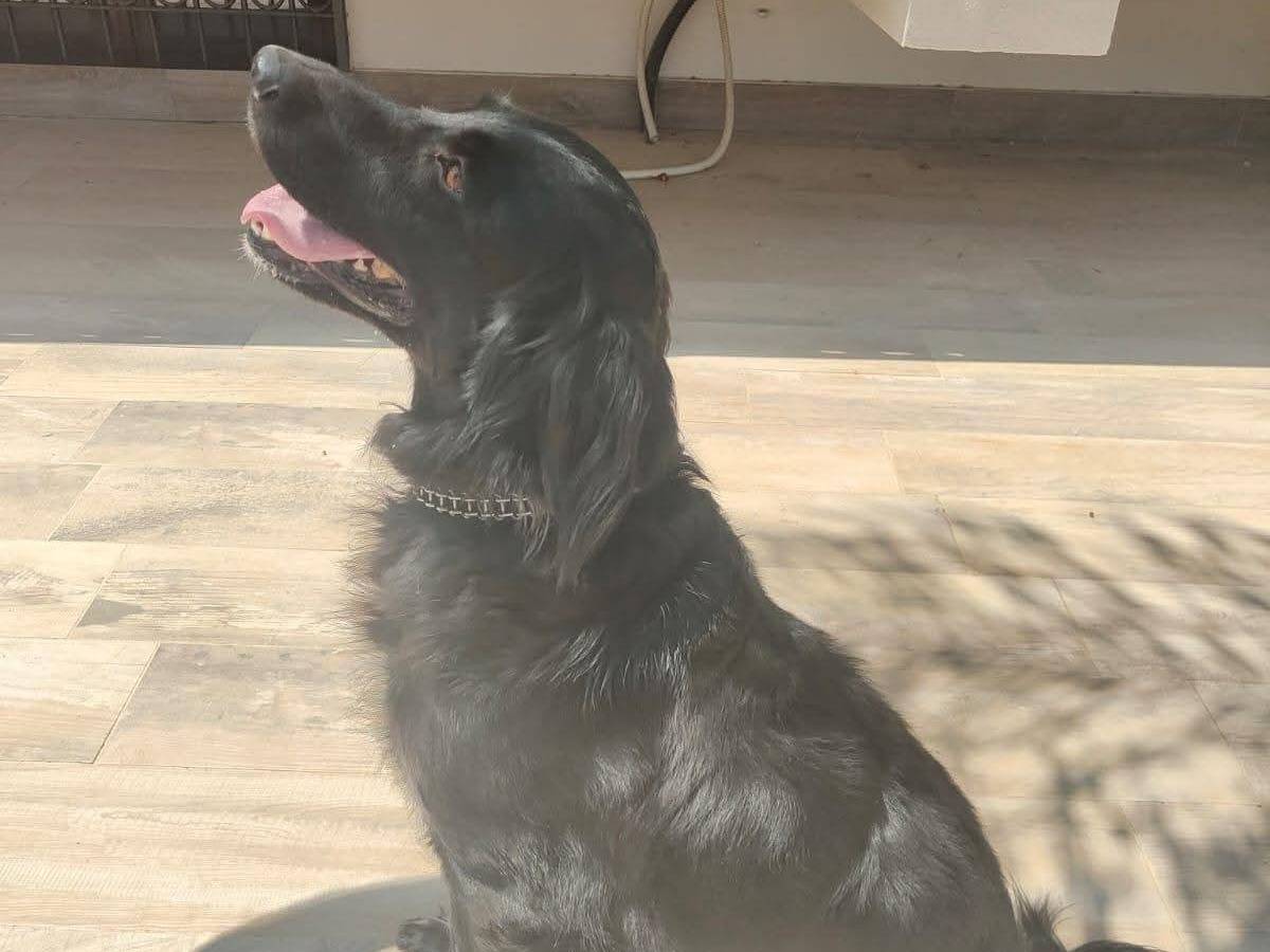 Adotta un cane, femmina, 7 anni, Milano