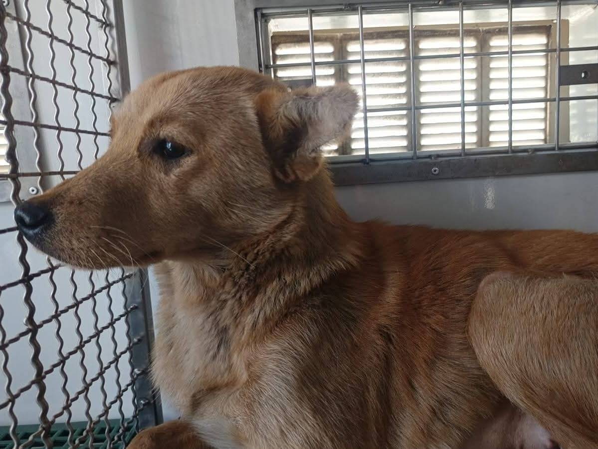 Adozione cane, femmina, Razza sconosciuta Razza sconosciuta, 2 anni e 2 mesi, taglia media contenuta, Milano