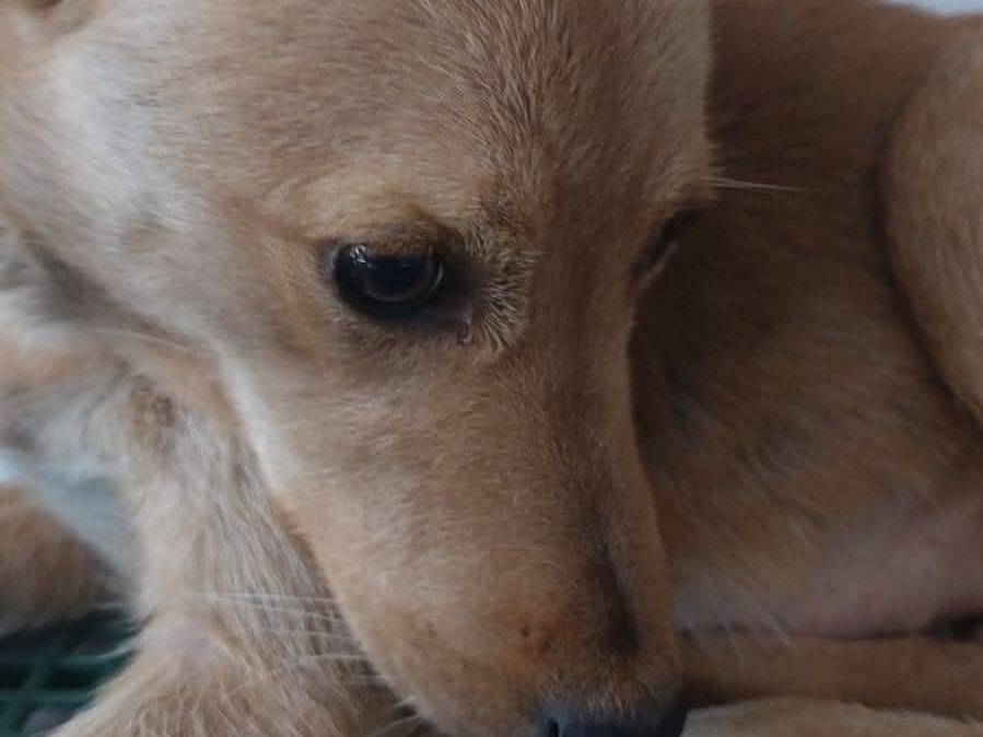 Adotta un cane, taglia media contenuta, femmina, Milano