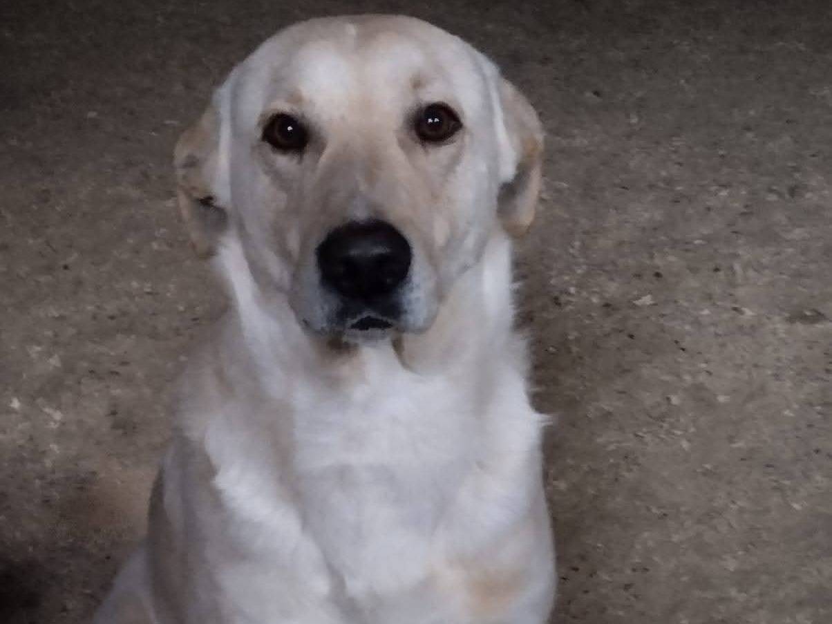 Adotta un cane, maschio, 2 anni e 1 mese, Milano