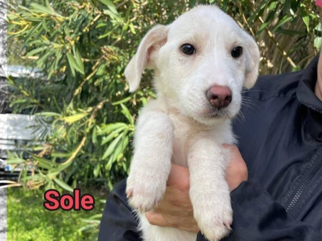 Adozione cane, femmina, Razza sconosciuta Razza sconosciuta, 4 mesi, taglia media, Milano