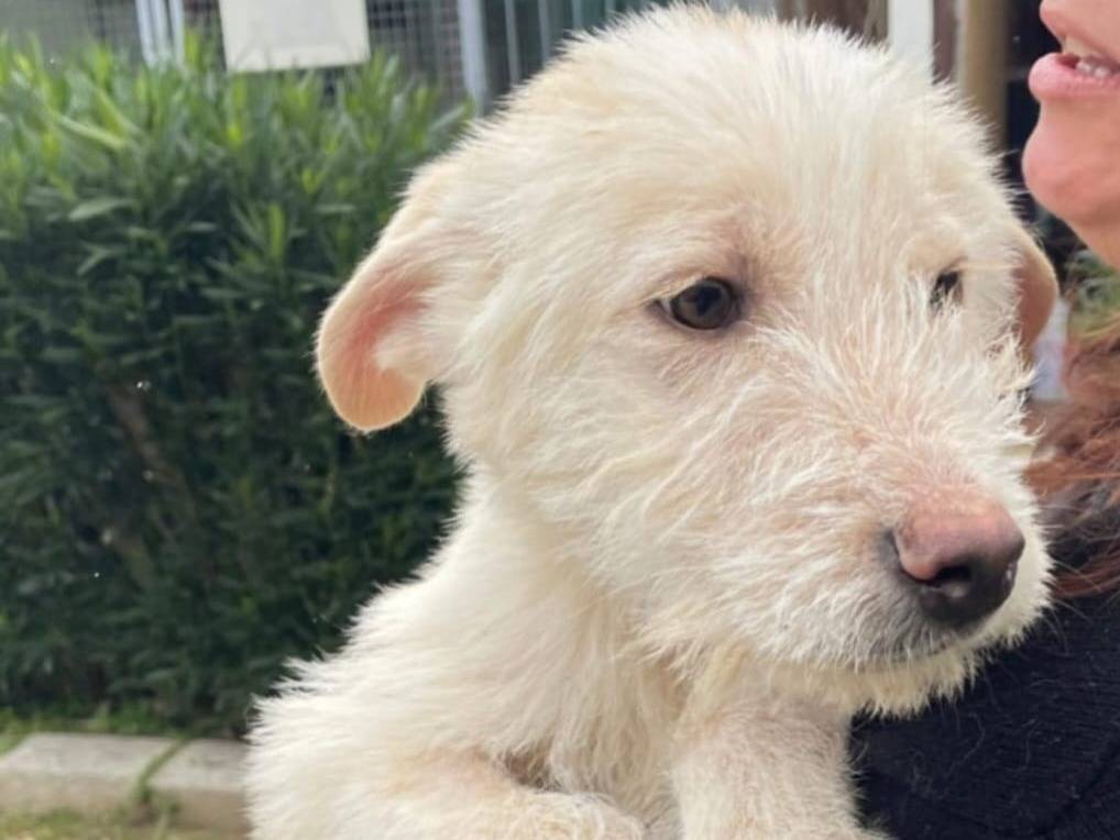 Adozione cane, maschio, Razza sconosciuta Razza sconosciuta, 4 mesi, taglia media, Milano