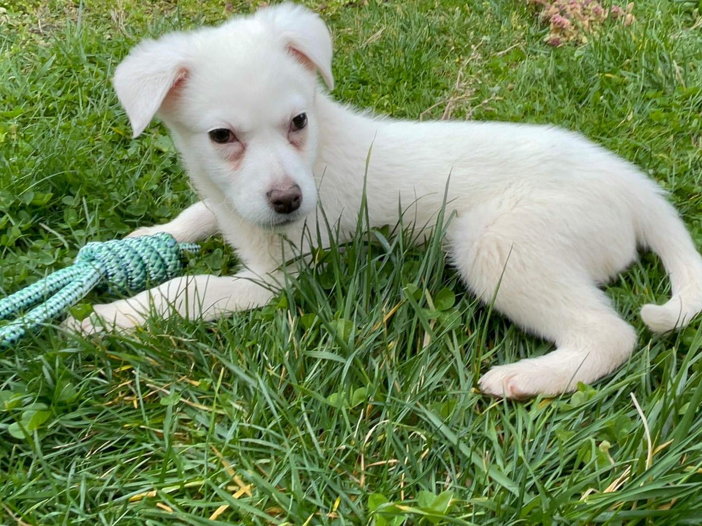 Adozione cane, femmina, Razza sconosciuta Razza sconosciuta, 4 mesi, taglia media, Avellino