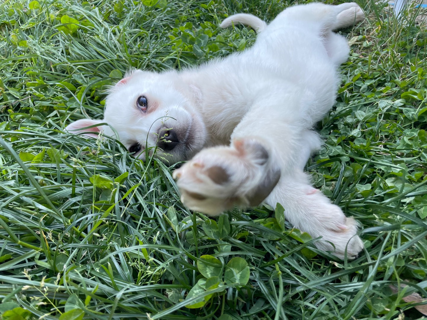 Adotta un cane, femmina, 4 mesi, Avellino
