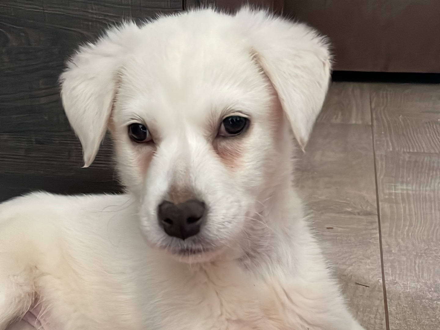 Adotta un cane, taglia media, femmina, Avellino