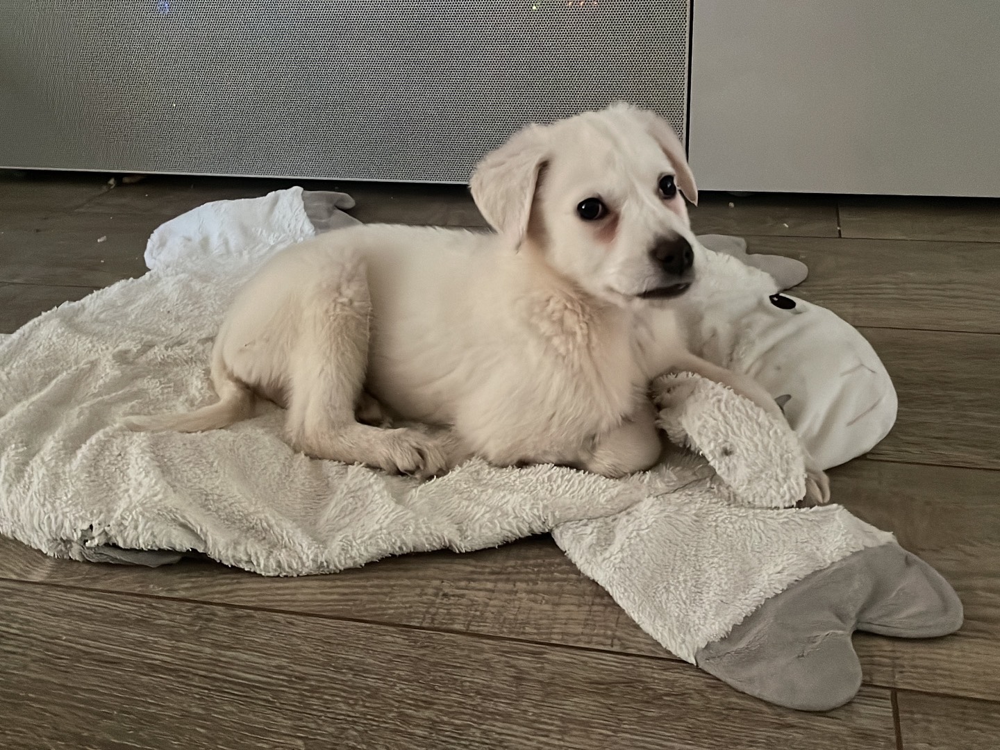 Vuoi adottare un cane a Avellino?