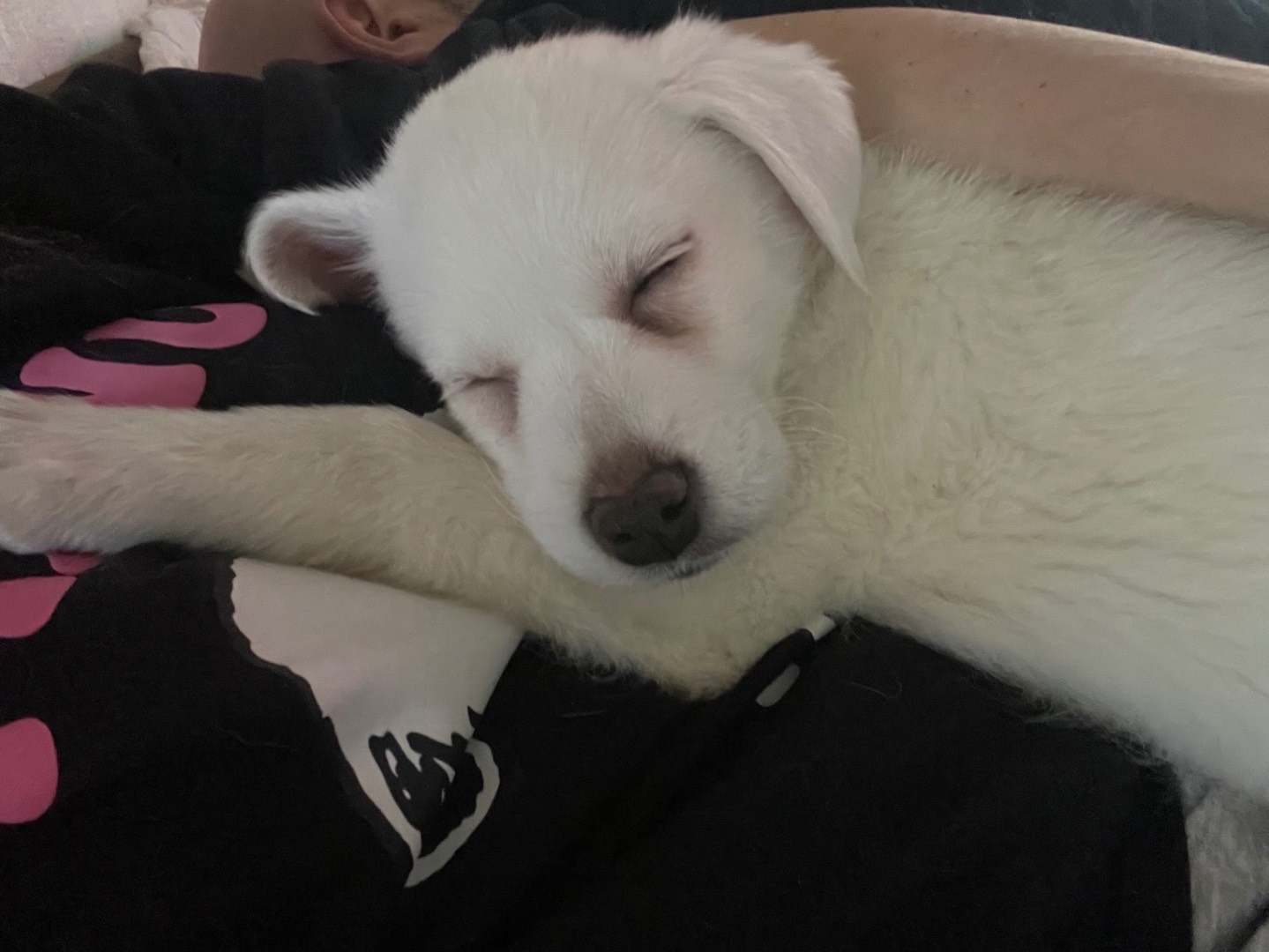 Adotta il cane Kina a Avellino