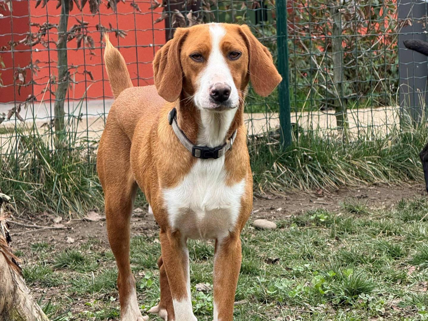 Adozione cane, maschio, Segugio Razza sconosciuta, 2 anni e 2 mesi, taglia media, Milano