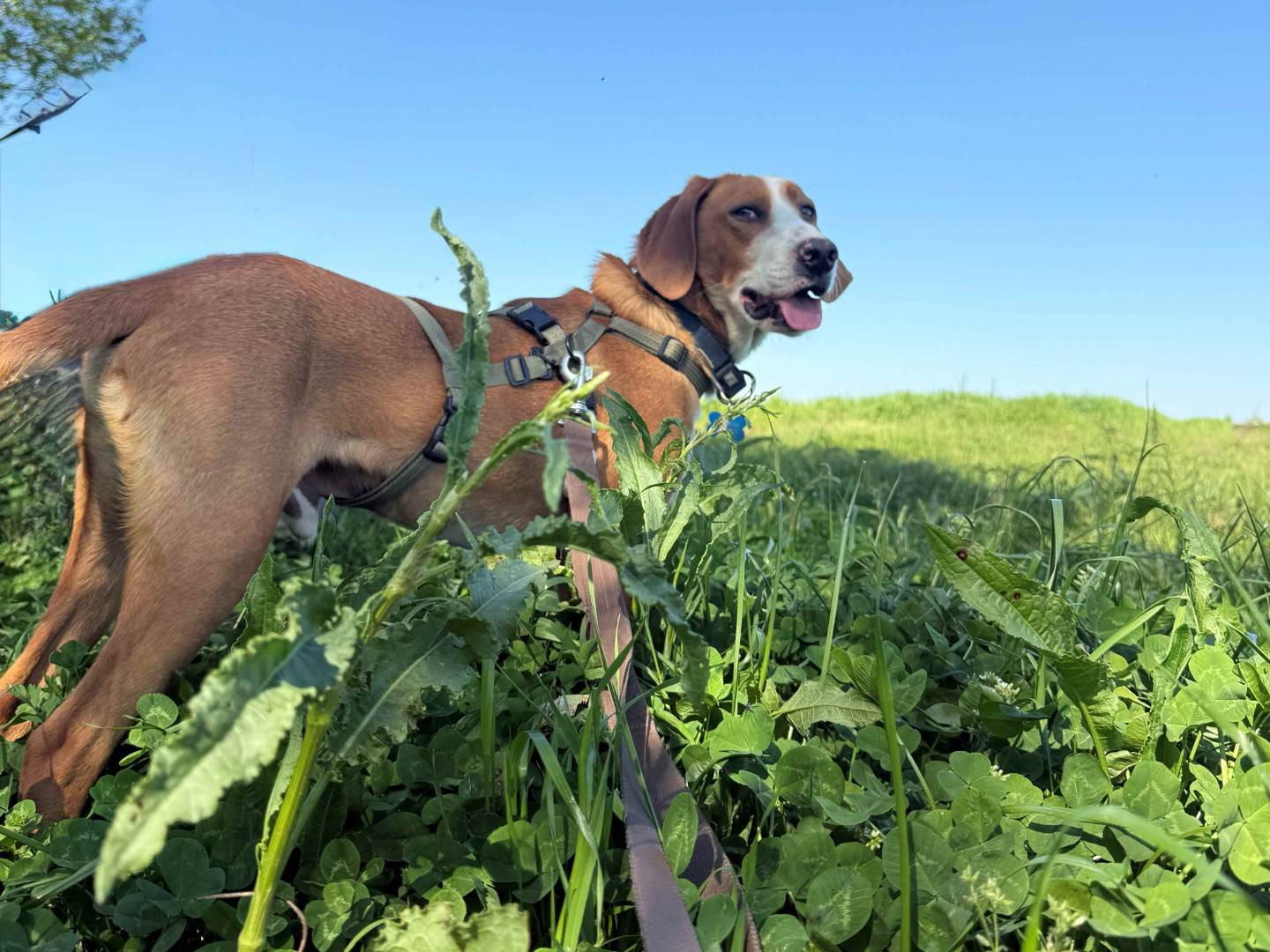 Adotta un cane, taglia media, maschio, Milano