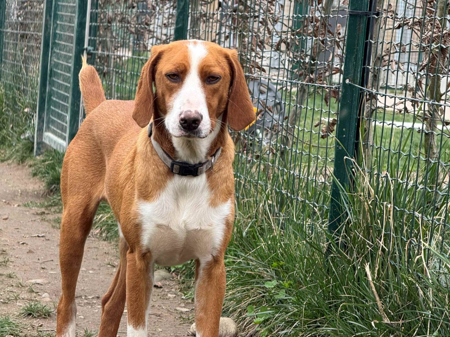 Vuoi adottare un cane a Milano?