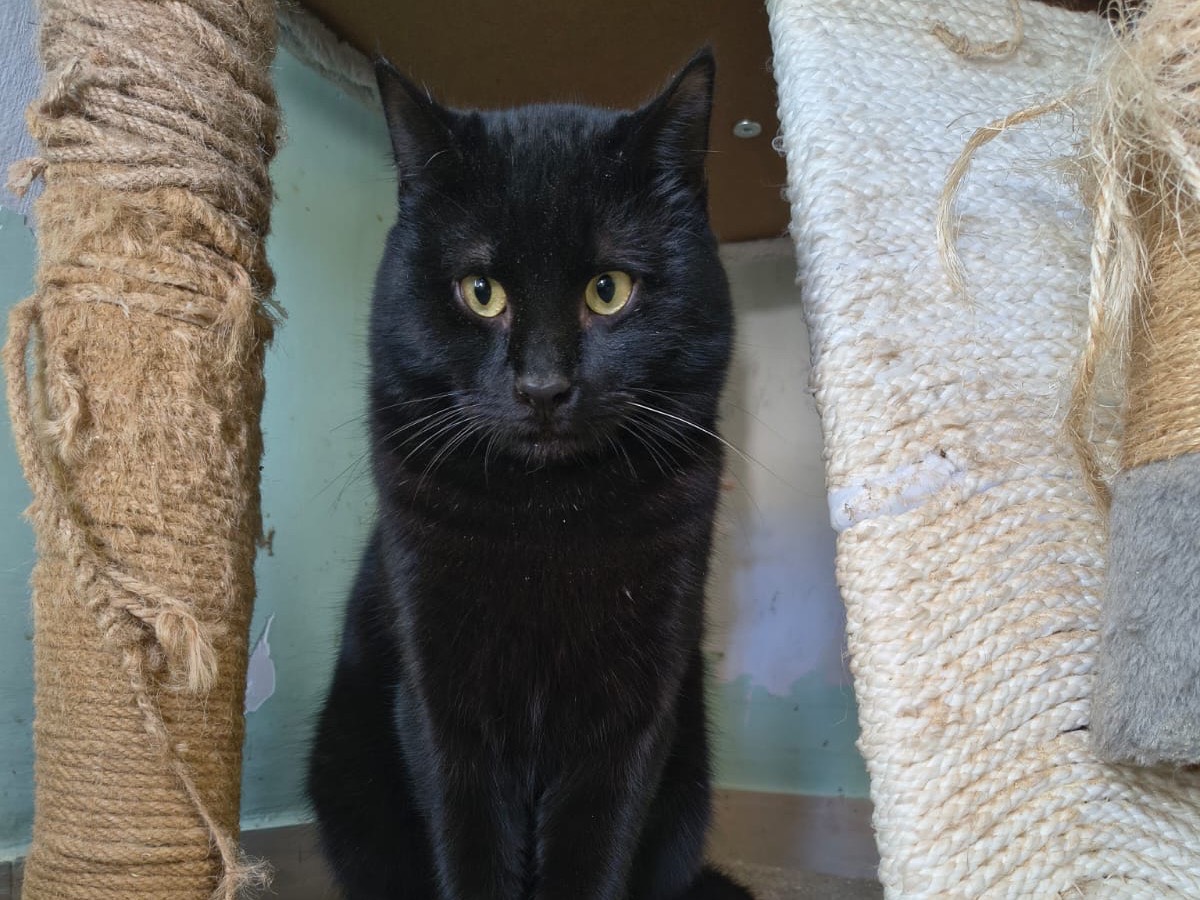 Adozione gatto, maschio, Razza sconosciuta Razza sconosciuta, 11 mesi, taglia non valida, Teramo