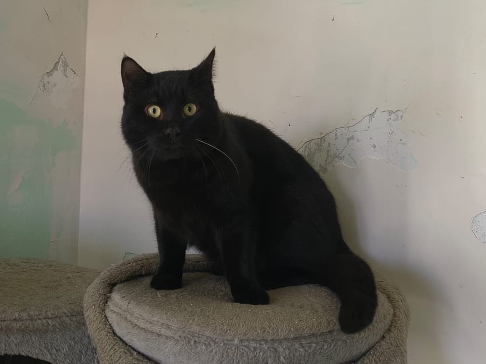 Adotta un gatto, maschio, 11 mesi, Teramo