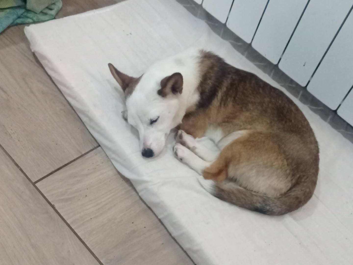 Adozione cane, femmina, Razza sconosciuta Razza sconosciuta, 1 anno e 3 mesi, taglia piccola, Catanzaro