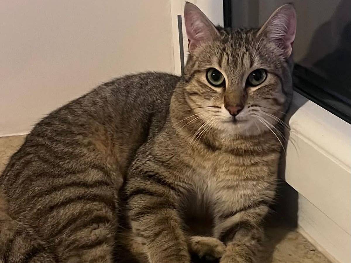 Adozione gatto, maschio, Razza sconosciuta Razza sconosciuta, 9 mesi, taglia non valida, Torino