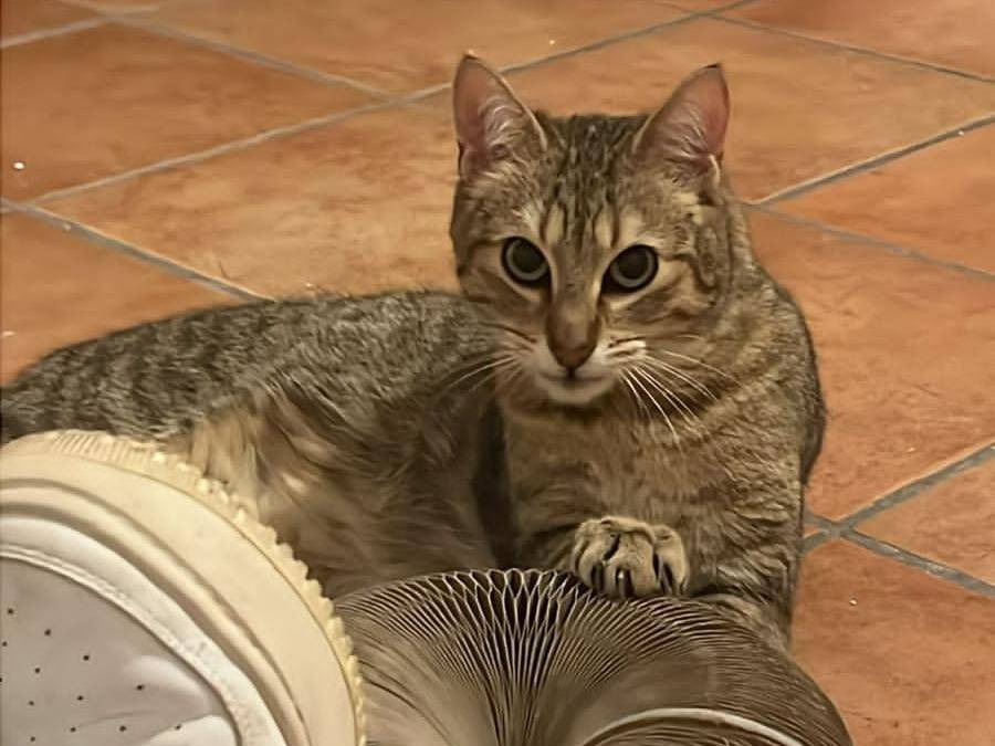 Adotta un gatto, maschio, 9 mesi, Torino