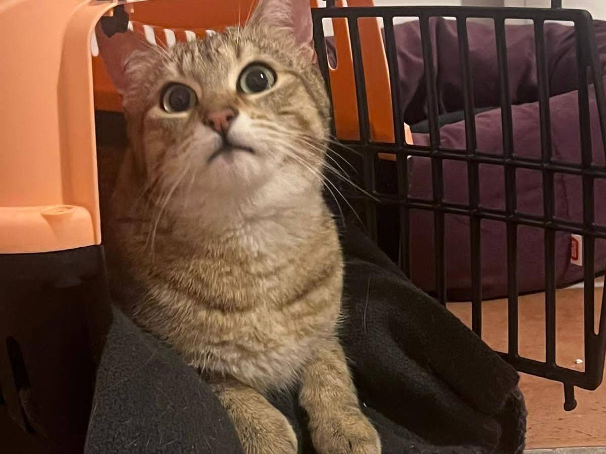 Adotta un gatto, taglia non valida, maschio, Torino